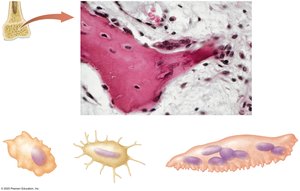 Bone cells: osteoblast, osteocyte, osteoclast