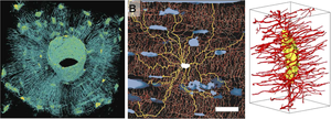 Osteocyte dendritic network