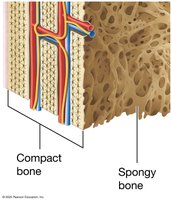 Compact and spongy bone comparison