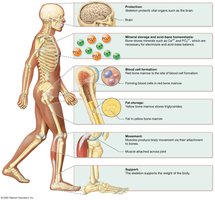 Functions of the skeleton
