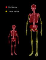 Distribution of red and yellow marrow in child and adult