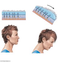 Maculae response to head position