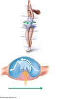 Flow of endolymph and crista ampullaris activation