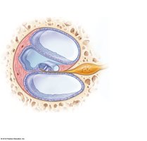 Anatomy of the cochlea