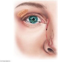 Lacrimal apparatus and tear drainage