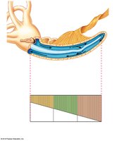 Activation of cochlear hair cells and frequency mapping