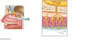 Location and cellular makeup of the olfactory epithelium