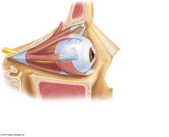 Extrinsic muscles of the eye, lateral view