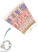 Neuronal layers of the retina