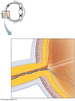 Retina and optic disc