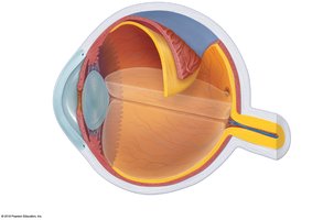 Internal anatomy of the eye (sagittal section)