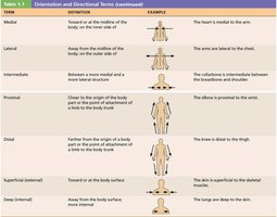 Orientation and directional terms table 2