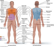 Regional terms of the body