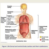 Dorsal and ventral body cavities and their subdivisions (anterior view)