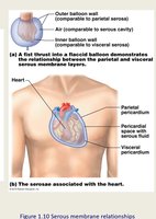 Serous membrane relationships