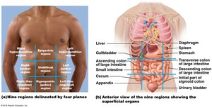 Abdominopelvic regions