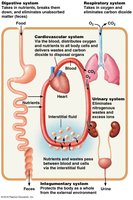 Examples of interrelationships among body organ systems