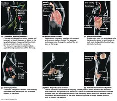 Organ systems part 2