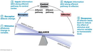 Homeostatic control system