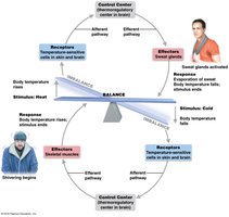 Negative feedback: body temperature regulation