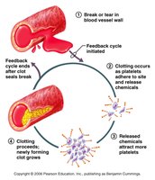 Positive feedback: blood clotting