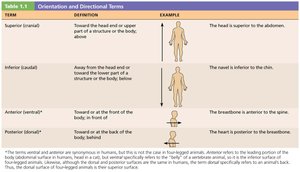 Orientation and directional terms table 1
