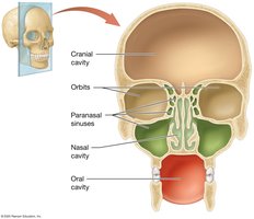 Cavities of the skull: frontal section