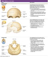 Table of cranial bones: frontal and occipital