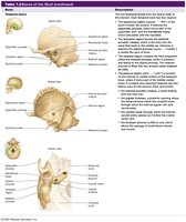 Table of cranial bones: temporal