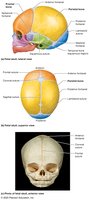 Fetal skull with fontanels