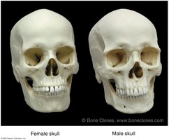 Comparison of female and male skulls