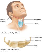 Structure and position of the hyoid bone