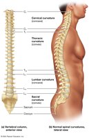 The vertebral column and normal spinal curvatures