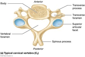 Typical cervical vertebra