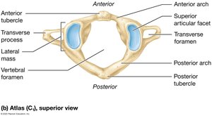 Atlas (C1), superior view