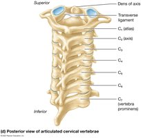 Posterior view of articulated cervical vertebrae