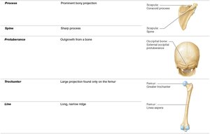 Table of bone markings: process, spine, trochanter, line