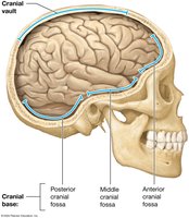 Cranial vault and base of the cranial cavity
