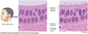 Stratified cuboidal epithelium
