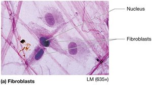 Fibroblasts in connective tissue