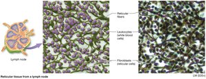 Reticular tissue