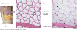 Brown adipose tissue