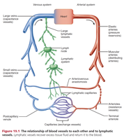 Relationship of blood vessels to lymphatic vessels