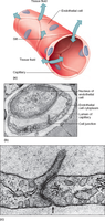 Capillary structure and fluid movement