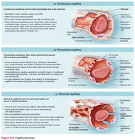 Capillary types: continuous, fenestrated, sinusoid