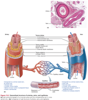Blood pressure in various blood vessels