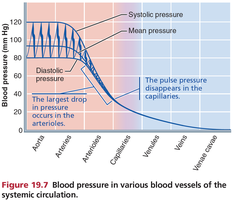 The muscular pump: skeletal muscle assists venous return