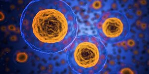 Microscopic view of pancreatic cells