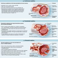 Types of capillaries: continuous, fenestrated, sinusoidal