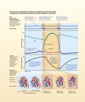 Factors affecting mean arterial pressure